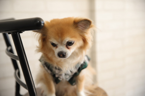 3月20.日はドックフォトの日！