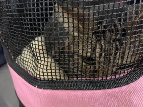 本日アニマルコミュニケーション無事終了❣️