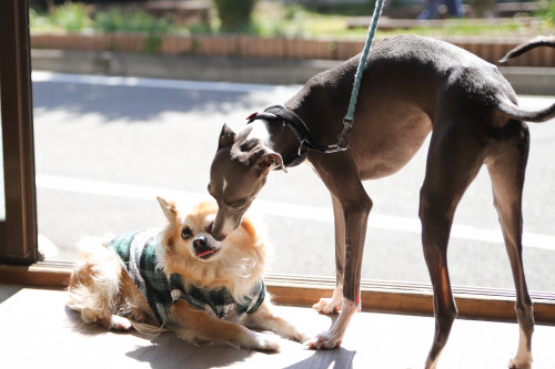 ミニミニ・アニマルコミュニケーション