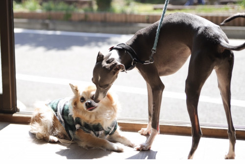 ミニミニアニマルコミュニケーション開催！