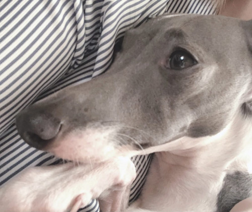 ドックリンパマッサージ開催！