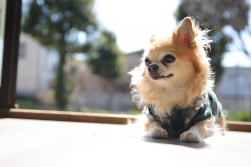 アニマルコミュニケーション開催！