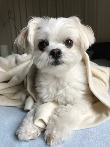 【初開催】ワンコの気持ち相談お茶会