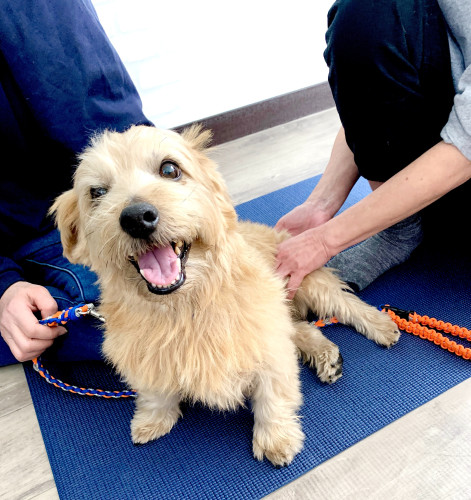 免疫ドッグマッサージ開催