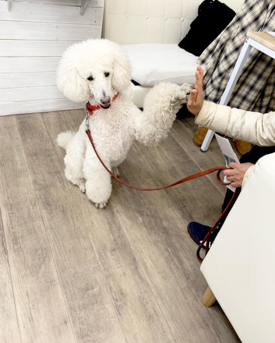 アニマルコミュニケーション終了