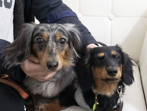 【アニマルコミュニケーション】一旦終了