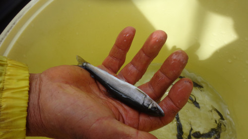 3月29日（日）稚鮎放流しました！