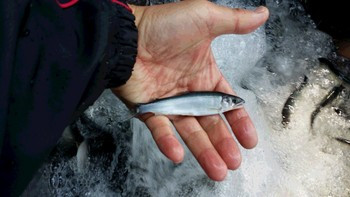 稚鮎　放流完了！