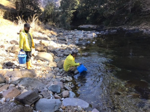 3/1　あまご解禁のお知らせ