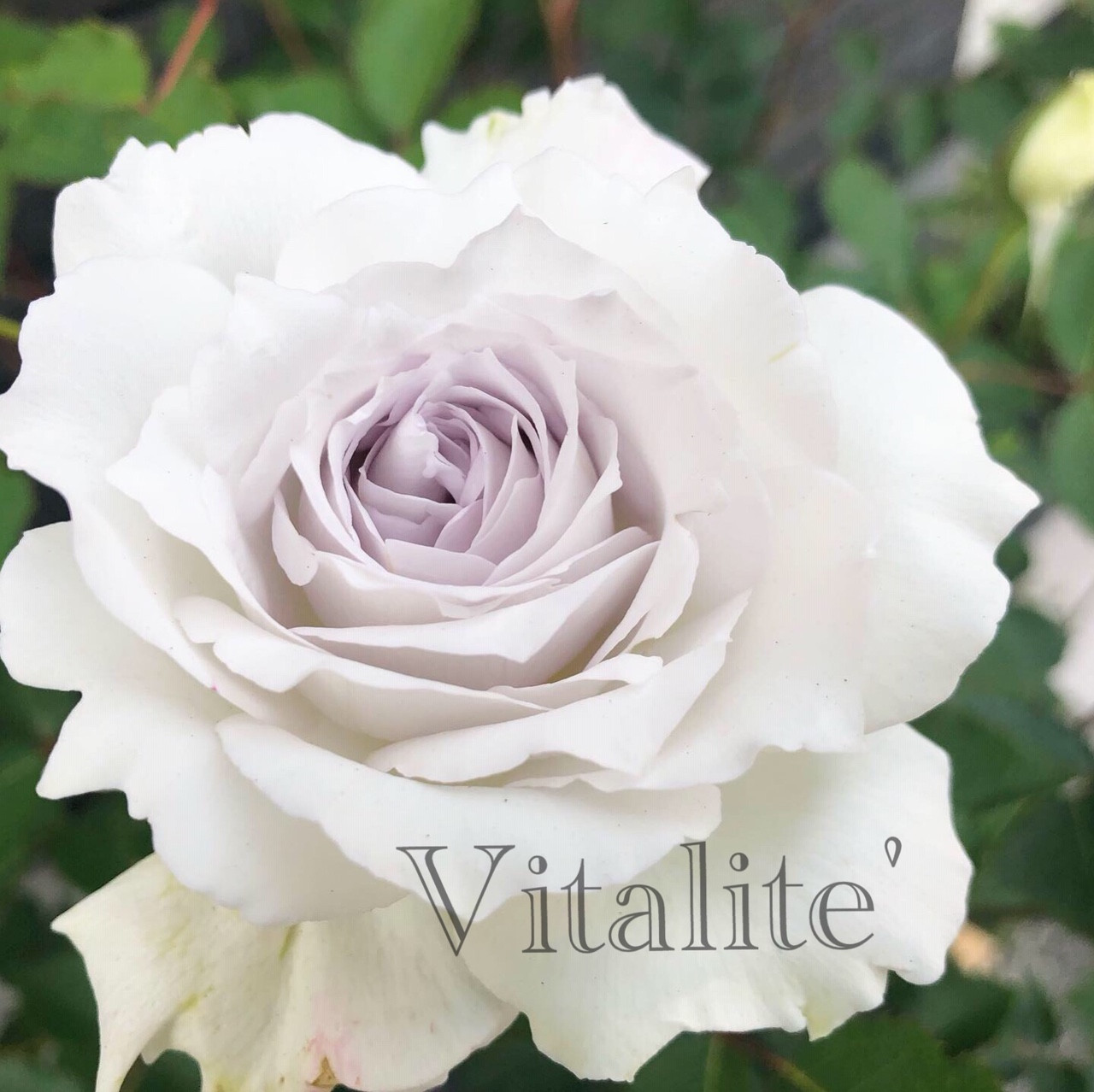 vitarite’　名前の由来