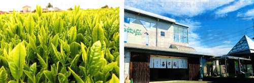 茶葉と外見.jpg