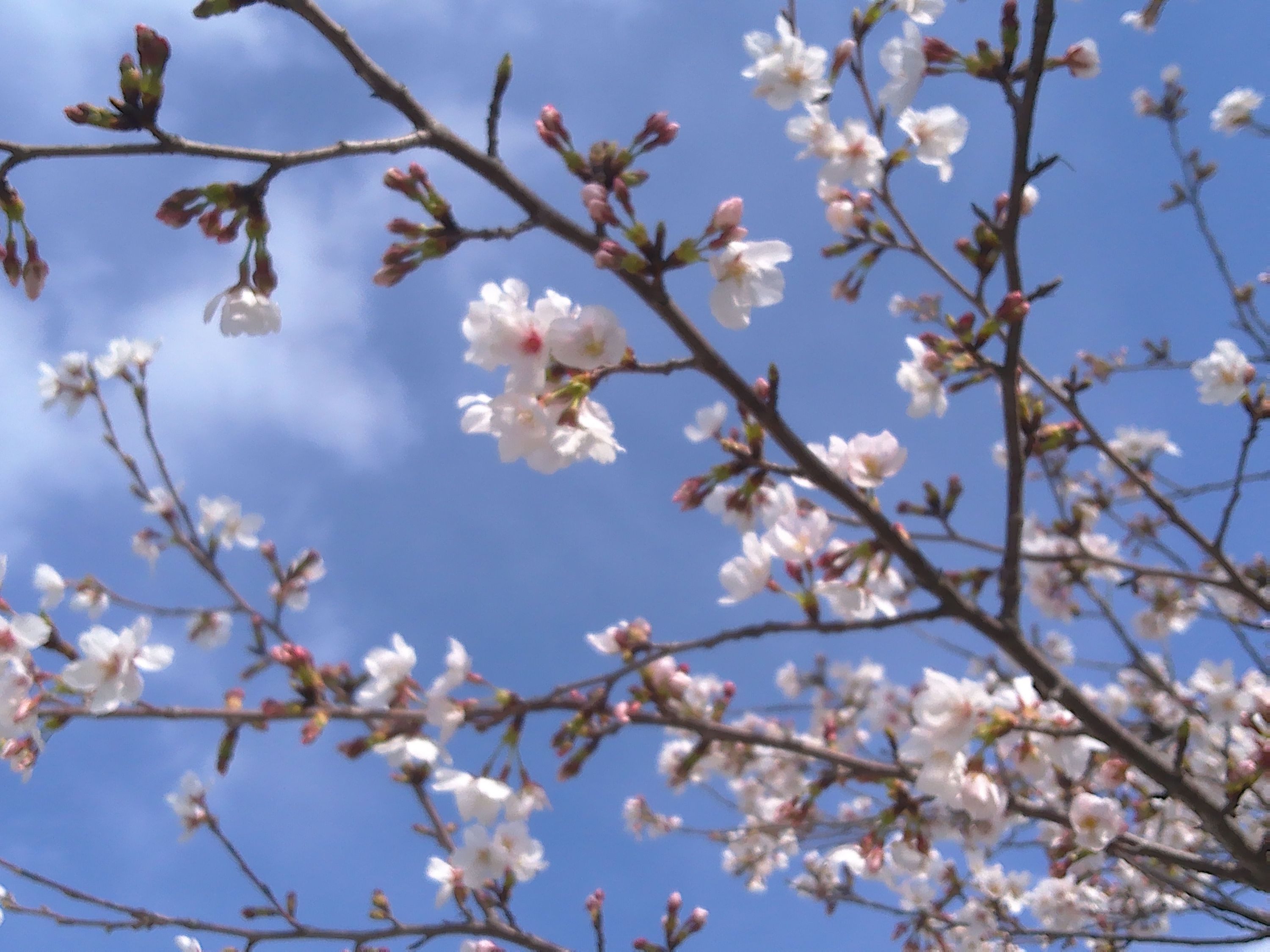 お花見桜コース