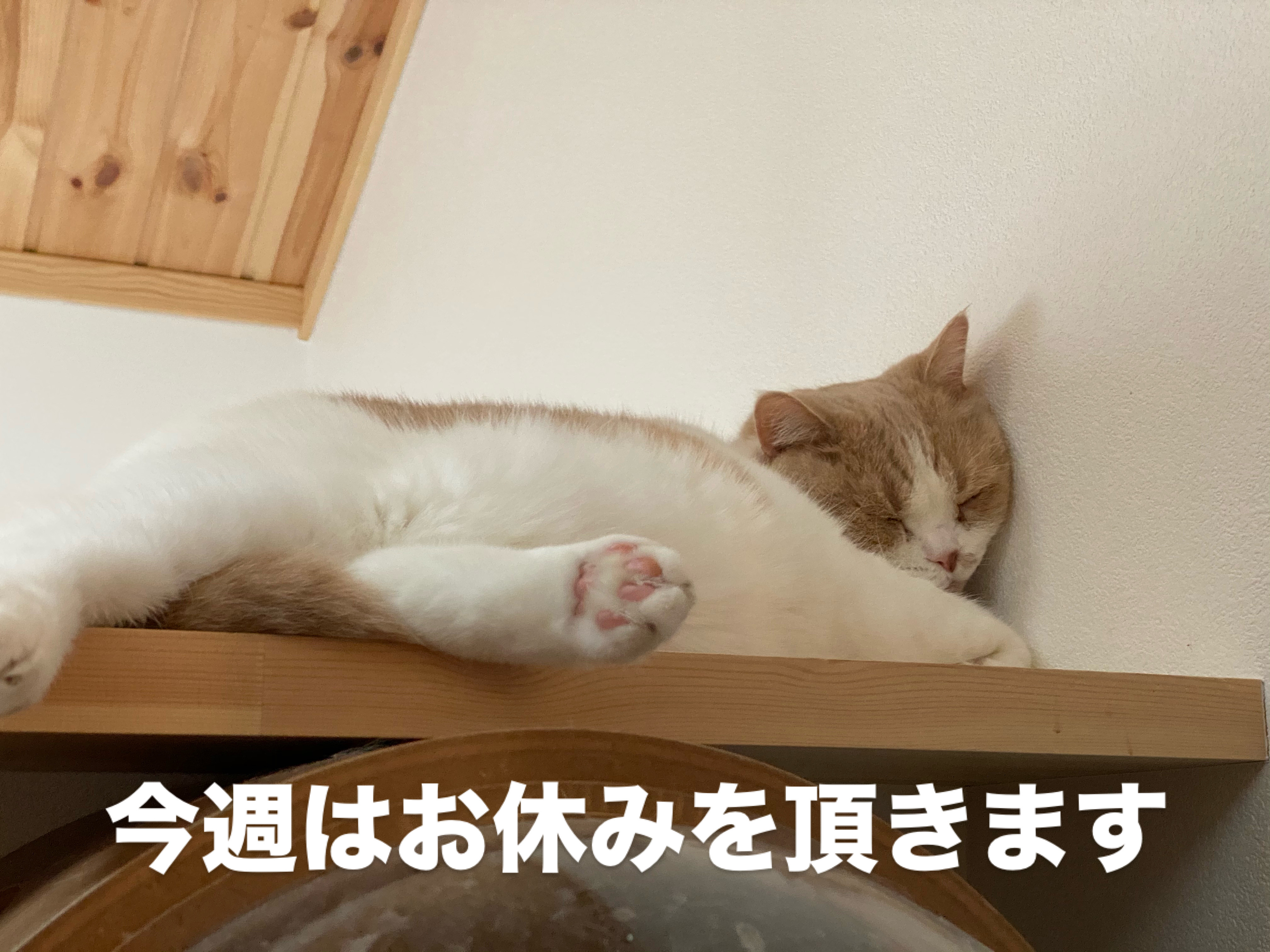 今週はお休みです