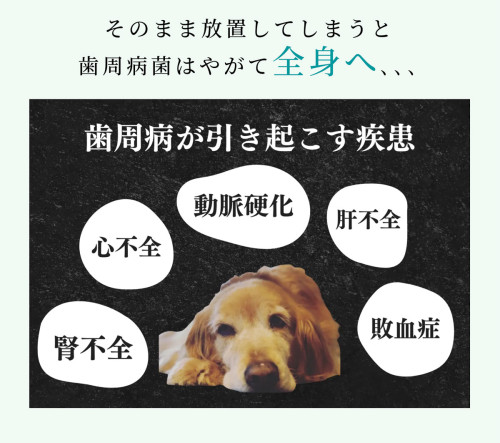 hinoki_pet_04.jpg