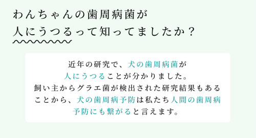 hinoki_pet_02.jpg