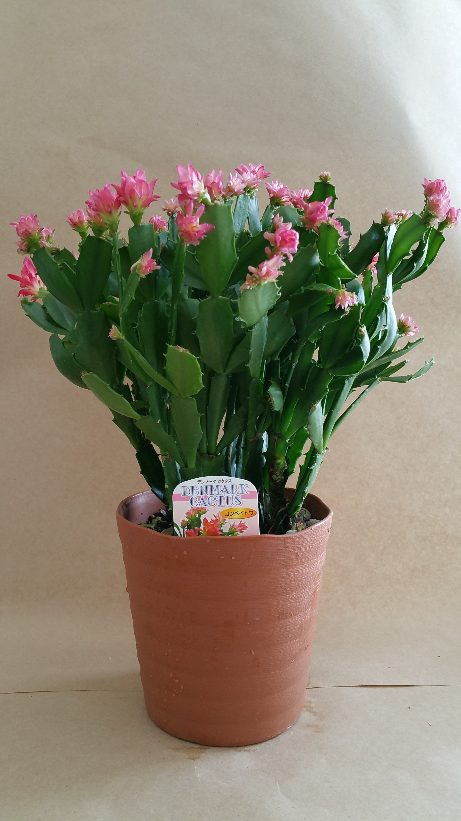 写真 冬の鉢植え 花の店 花悠