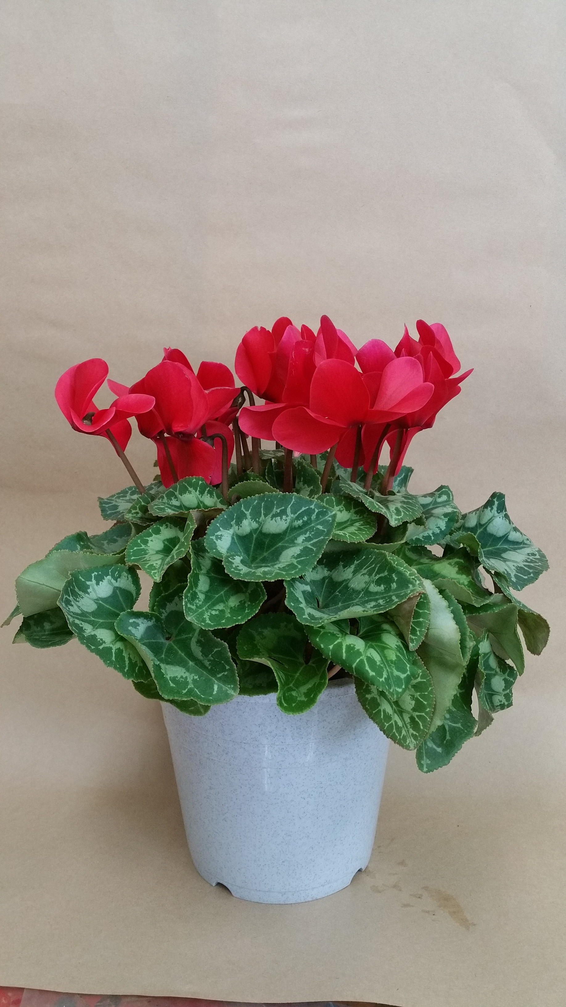 写真 冬の鉢植え 花の店 花悠