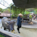 琉球村・牛（横）：No.0400.jpg