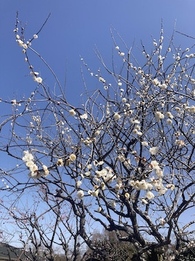 梅の花.jpeg