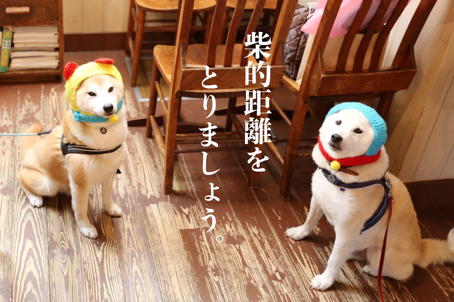 『STAY HOME de 東西古都柴犬祭り』についてのお知らせ