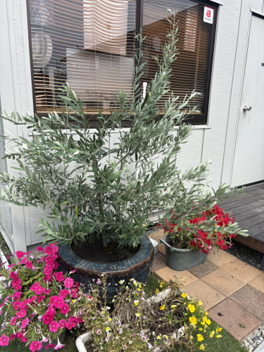S__39190538.jpg