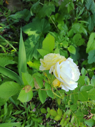 チャコのバラ（黄色）