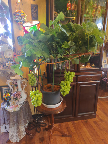鉢植えのシャインマスカット