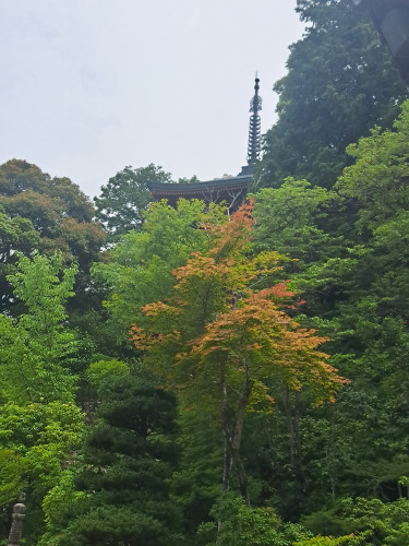 20250622_105336.jpg