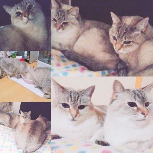 ねこじゃないねこ