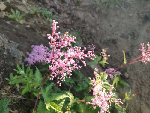 IMG20250729054123.jpg