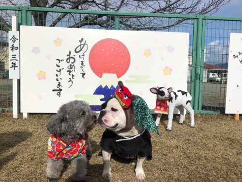 年賀犬.JPG