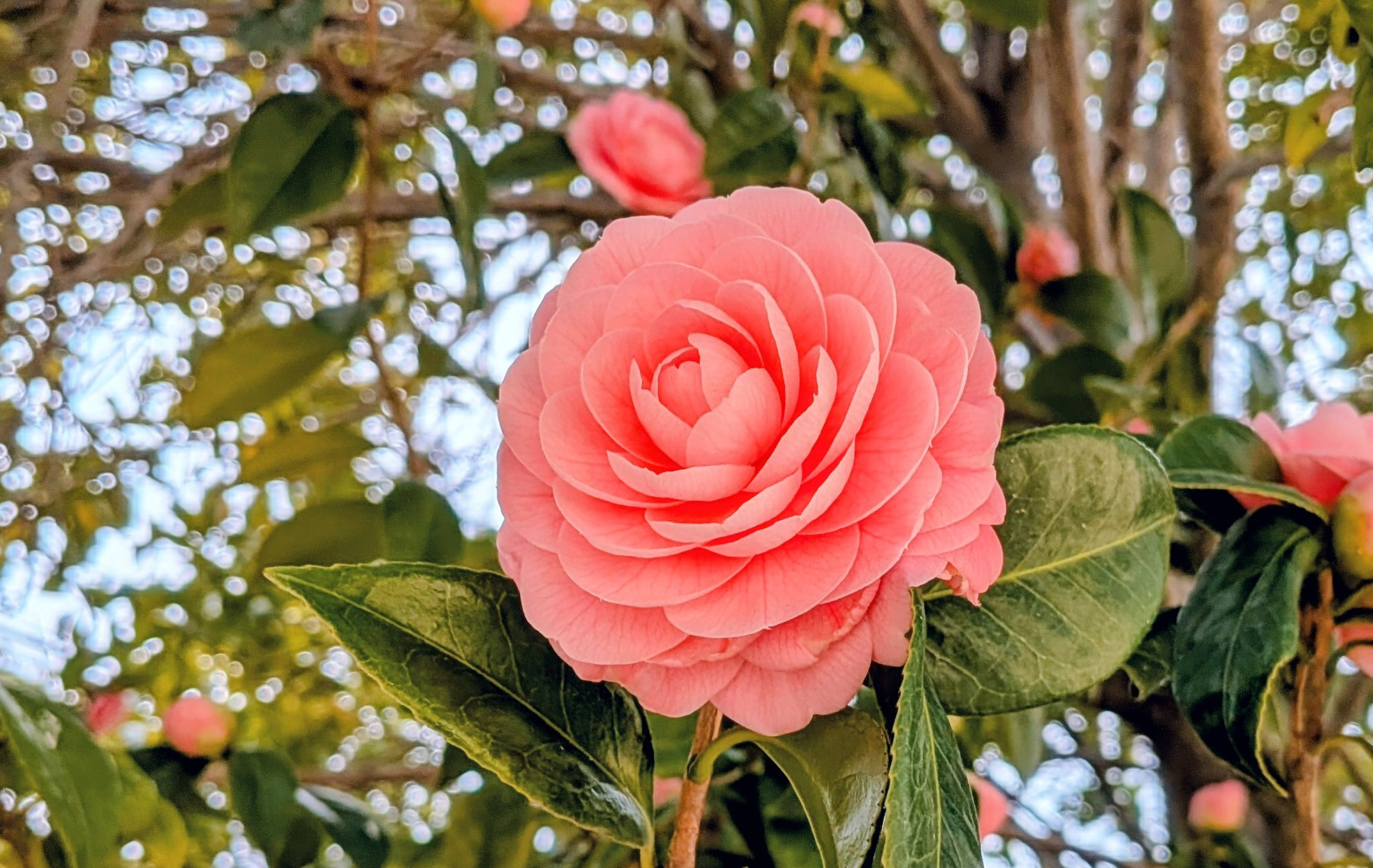 津門公園  つばき