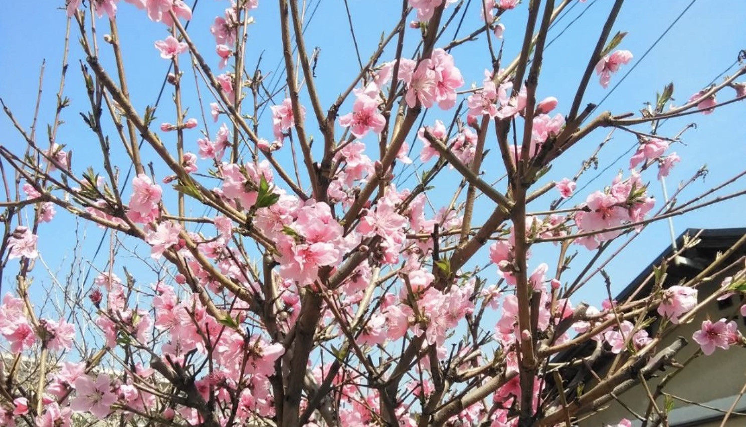 ３月２７日  綾羽町【桃】