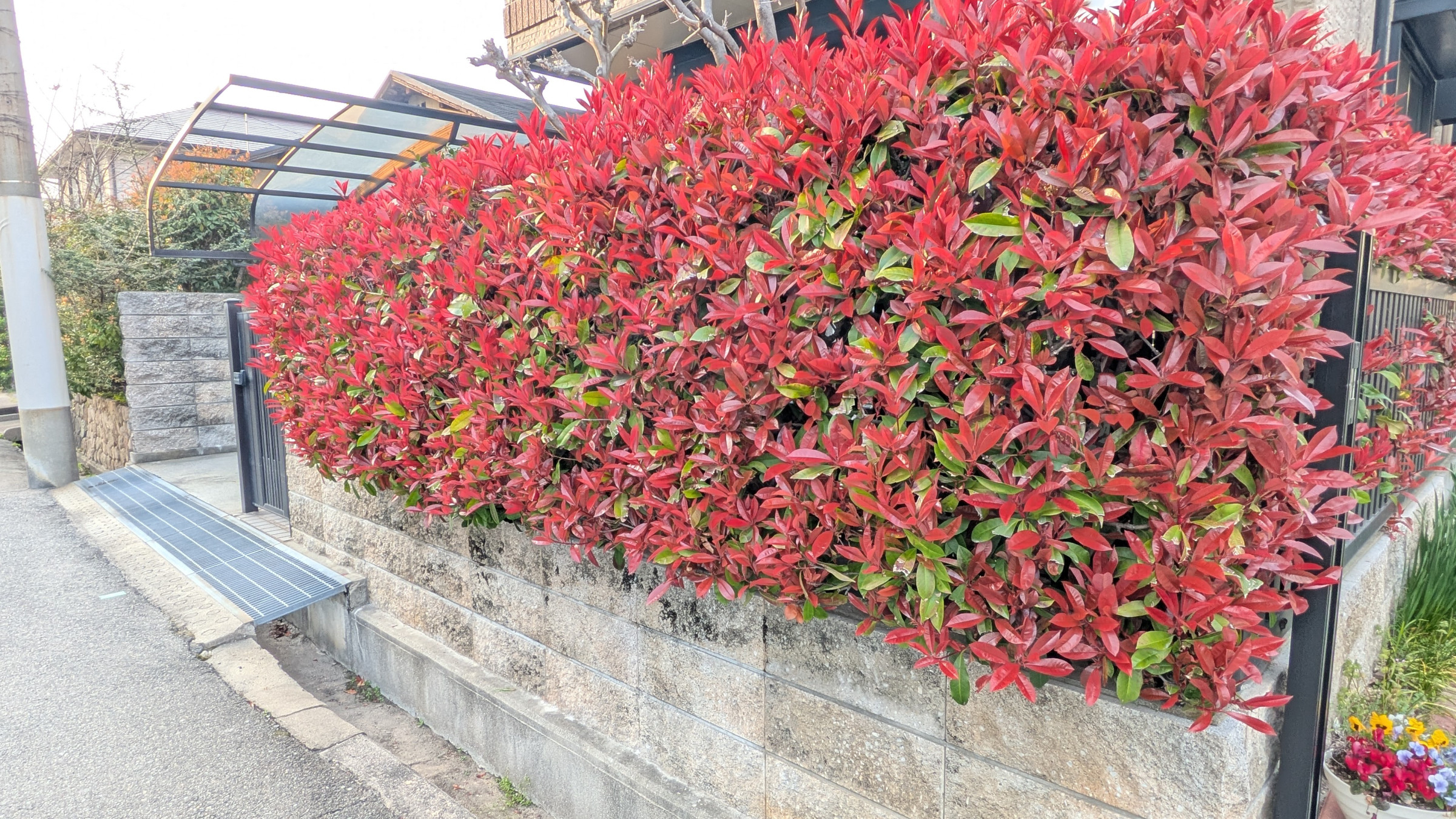 ３月２８日  綾羽町【レッドロビン（西洋カナメモチ）】