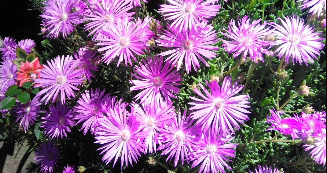 津門綾羽町【松葉菊】