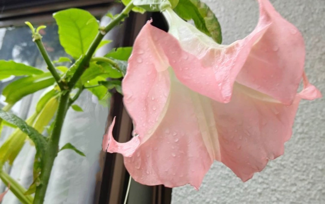 綾羽町  エンジェルスラッパ