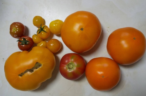 うらうら農園で夏に採れたトマトです！少し酸っぱくて甘さもあり美味しかったです。栄養たっぷりトマトのあのことわざが頭を過ぎります🤔🍅🧑‍⚕