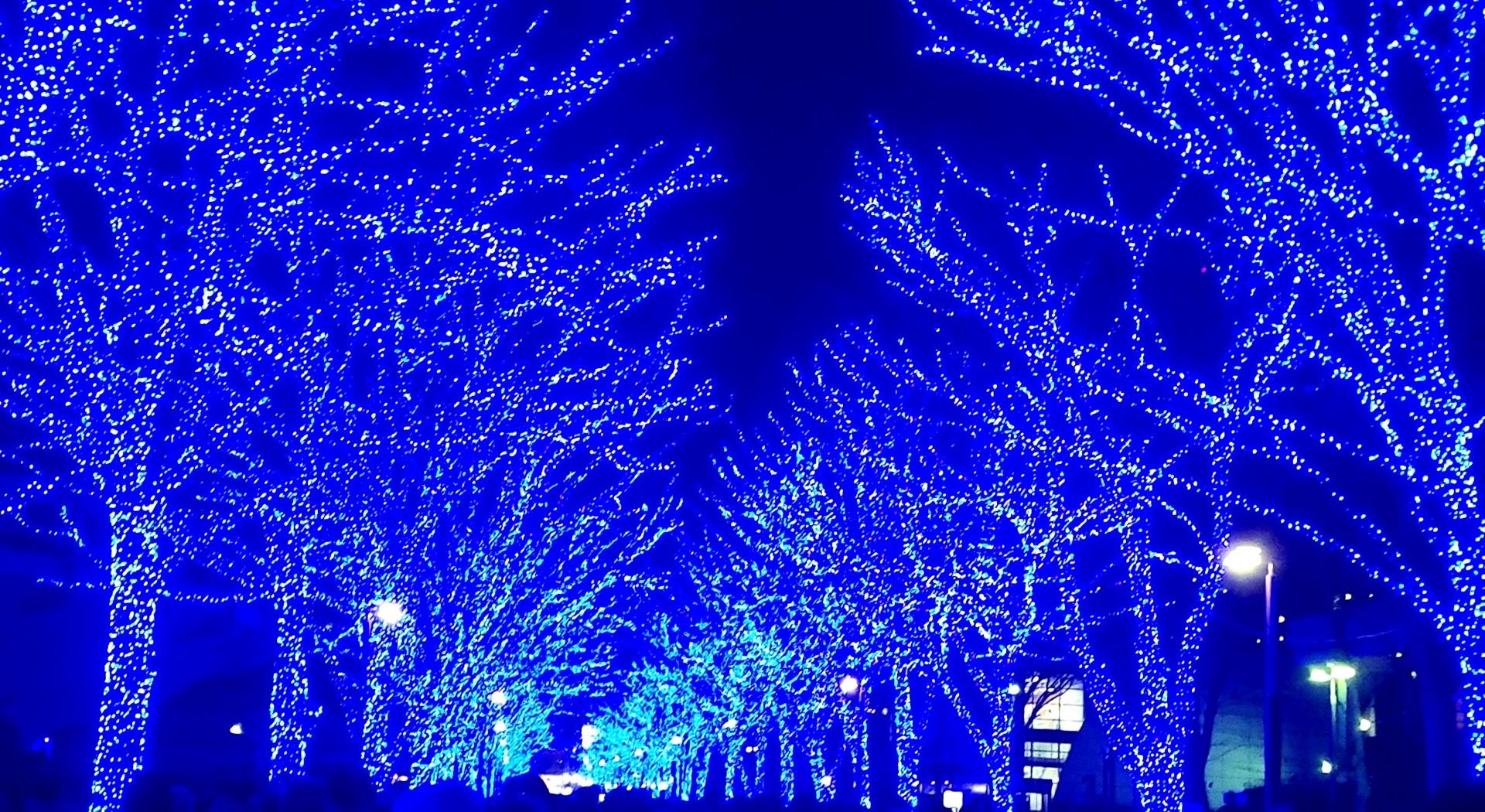 12/9(火)は定休日となっております。