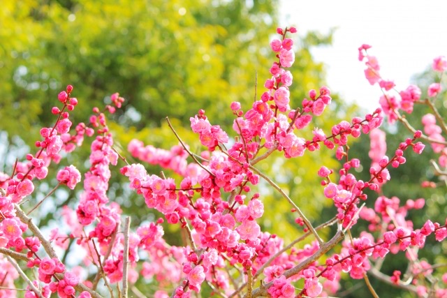 2/20(金)は店舗休業日となっております。