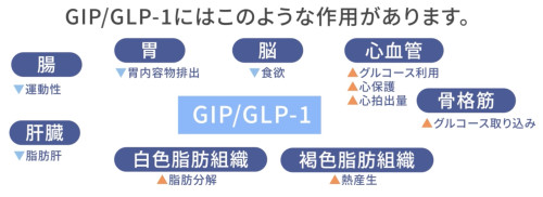 GIP:GLP.jpg