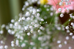 857_flower_kasumisou_8965.jpg