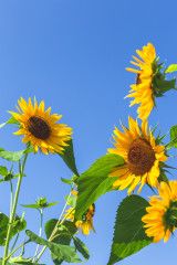 1166_sky_flower_himawari_9591.jpg