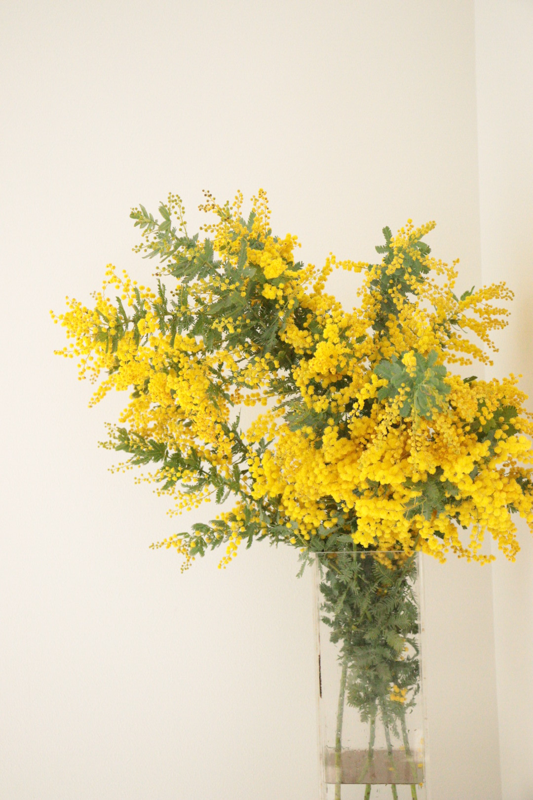 おまちかね！ミモザ入荷してます。