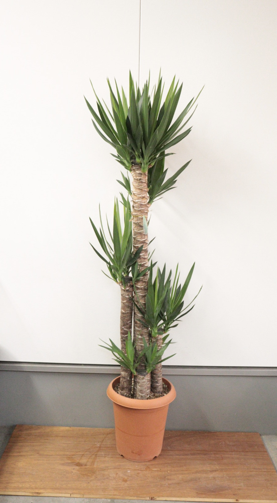 大型観葉植物入荷してます。