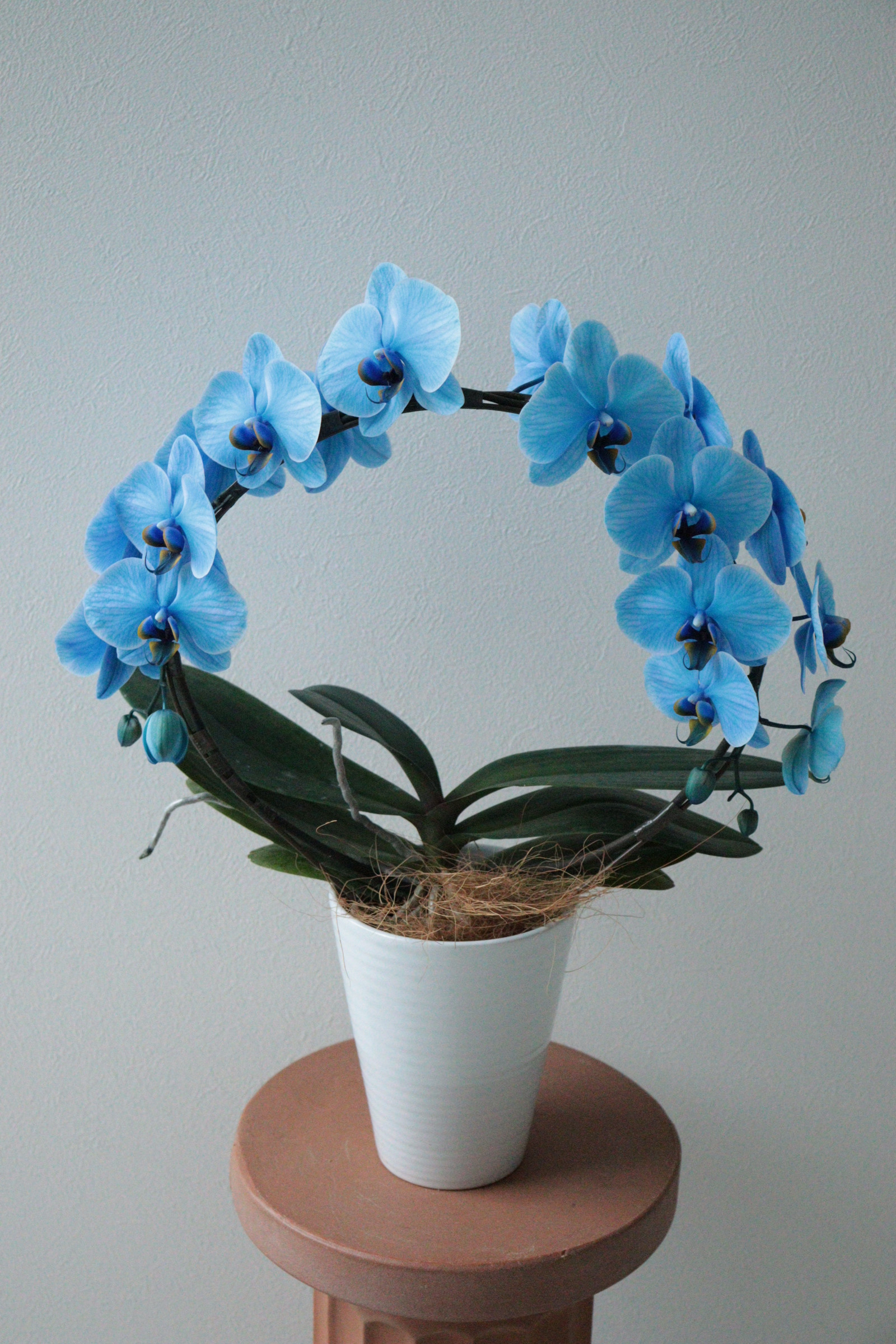 ﾌﾞﾙｰの胡蝶蘭