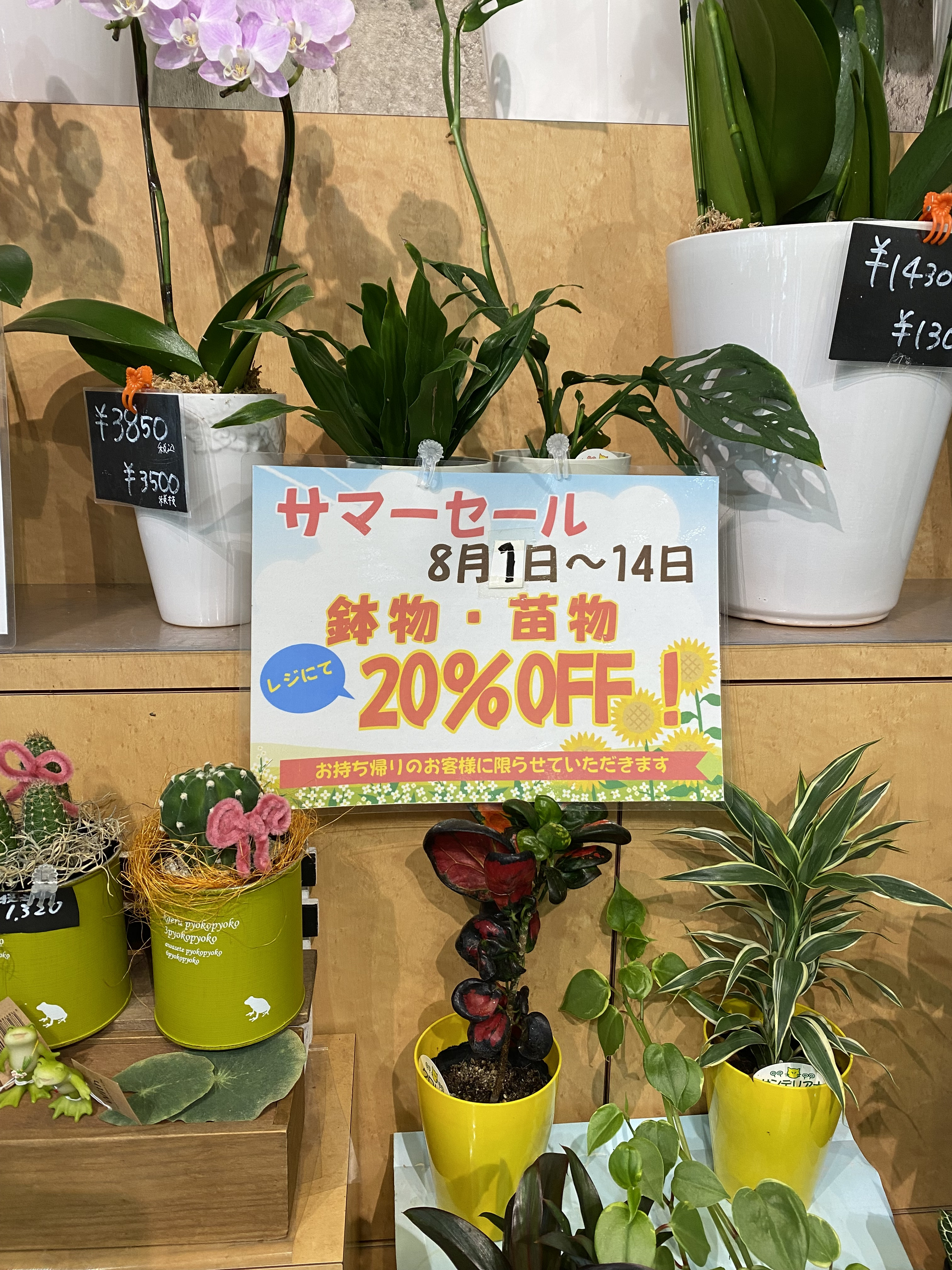 夏を彩る！鉢物・苗もの全品20%OFFサマーセール開催！