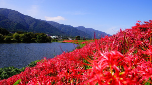 津屋川の彼岸花169.jpg