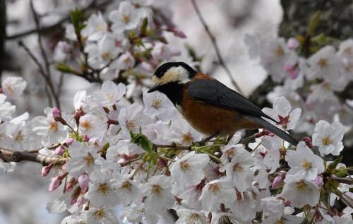 NO.3　二宮野鳥の会　　桜とヤマガラ