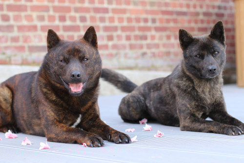 甲斐犬.jpg