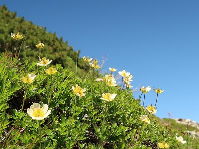 kusaha.jpg